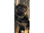 German Shepherd Dog Puppy for sale in Waterbury, CT, USA