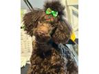 Poodle (Toy) Puppy for sale in Terryville, CT, USA