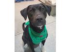 Adopt Twilight a Black Labrador Retriever