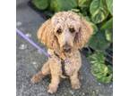 Adopt Zella a Standard Poodle