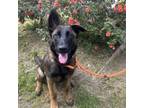 Adopt Raven a Belgian Shepherd / Malinois