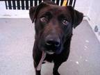 Adopt ROLLIE a Labrador Retriever, Mixed Breed