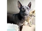 Adopt LUCINDA a Labrador Retriever, German Shepherd Dog