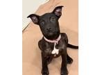 Adopt Kylie a Mixed Breed