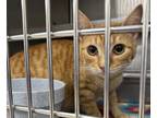 Adopt 18426 a Domestic Short Hair