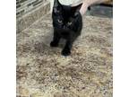 Adopt 1732 a Domestic Short Hair