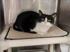 Adopt NALA a Domestic Short Hair