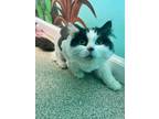 Adopt Xanadu a Domestic Short Hair