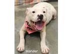 Adopt Wander a Pit Bull Terrier