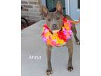 Adopt Anna a Pit Bull Terrier