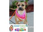 Adopt Diane a Pit Bull Terrier