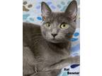 Adopt KAT BENATAR a American Shorthair