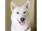 Adopt YOLI a Husky, German Shepherd Dog