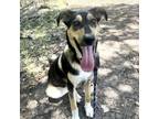 Adopt KRISSY a Hound, Shepherd