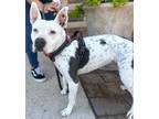 Adopt KOKO a Pit Bull Terrier, Mixed Breed