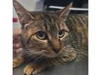 Adopt Rudy a Domestic Short Hair