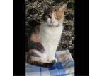 Adopt Cali (ADOPTION FEE SPONSORD) a Domestic Short Hair