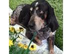 Adopt Sadie Rose (was Daisy) a Mixed Breed