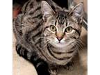 Adopt Jess a Domestic Short Hair