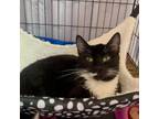 Adopt Clover a Domestic Short Hair