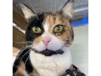 Adopt Cali a Domestic Short Hair