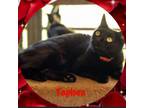 Adopt Tapioca a Domestic Short Hair