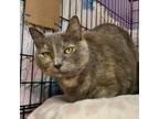 Adopt Miss Elba a Domestic Short Hair