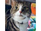 Adopt Alex a Domestic Short Hair