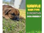 Adopt Waffle a Shepherd