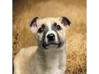 Adopt Nilla a Pit Bull Terrier