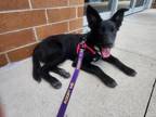 Adopt Rana Andrea a Border Collie, Labrador Retriever