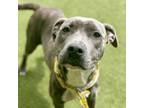 Adopt Lucky a Pit Bull Terrier