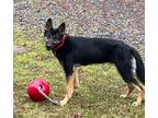 Adopt Layla a German Shepherd Dog