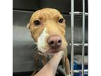 Adopt Lola a Pit Bull Terrier, Mixed Breed