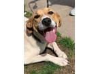 Adopt Tillie a Hound