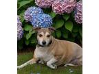 Adopt Lucy a Beagle, Jack Russell Terrier