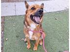 Adopt BEAR a Shiba Inu, Mixed Breed