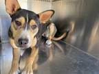 Adopt MAUI a Australian Kelpie, Mixed Breed