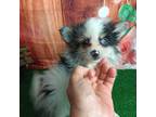 Pomeranian Puppy for sale in Carthage, TX, USA