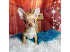 Chihuahua Puppy for sale in Carthage, TX, USA