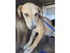 Adopt MUFFIN a Labrador Retriever, Mixed Breed