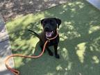 Adopt BONMATI a Pit Bull Terrier, Mixed Breed