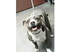 Adopt BETHANY a Pit Bull Terrier, Mixed Breed