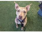 Adopt LAYLA a Pit Bull Terrier, Mixed Breed