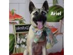 Adopt Ariel a Pug, Husky