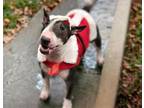 Adopt ZOE MAE a Bull Terrier