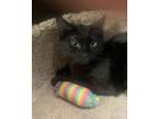 Adopt Lil Panthera a Domestic Short Hair