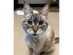 Adopt Starbucks #36574 a Siamese