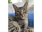 Adopt Petunia a Domestic Short Hair, Tabby