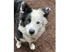 Adopt POLLY a Border Collie